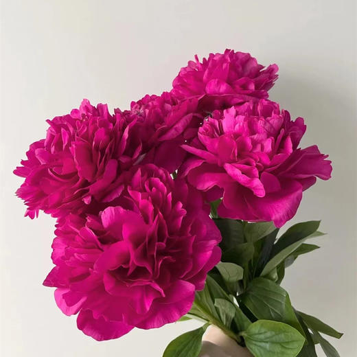 精品芍药花红富士5支 商品图6