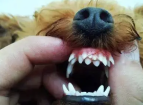狗狗为啥会有双排牙？
