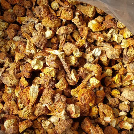 2025【野生山货系列【坚果干货】】大兴安岭纯野生木耳，猴头菇，松茸，榛蘑，黄蘑任选，满二件以上享.满减！ 商品图1