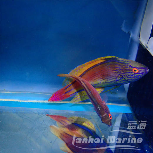 澳洲紫线雀 对装 商品图3