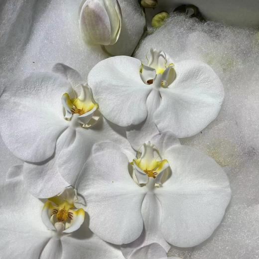 蝴蝶兰切花（白6-7朵）B级 商品图1