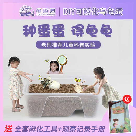 龟趣园DIY乌龟孵化套装，让孩子见证生命的诞生，陪伴孩子一起成长 商品图0