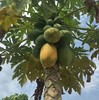 海南糖心牛奶木瓜 树上自然熟 有机标准 一口惊艳 |百里食 商品缩略图7