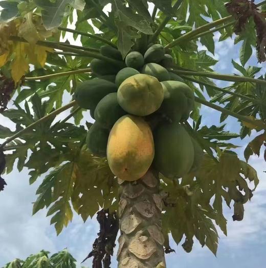 海南糖心牛奶木瓜 树上自然熟 有机标准 一口惊艳 |百里食 商品图7