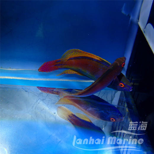 澳洲紫线雀 对装 商品图2