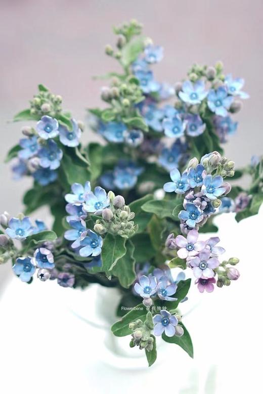 【周四秒杀】蓝星花10支49.8元 商品图1