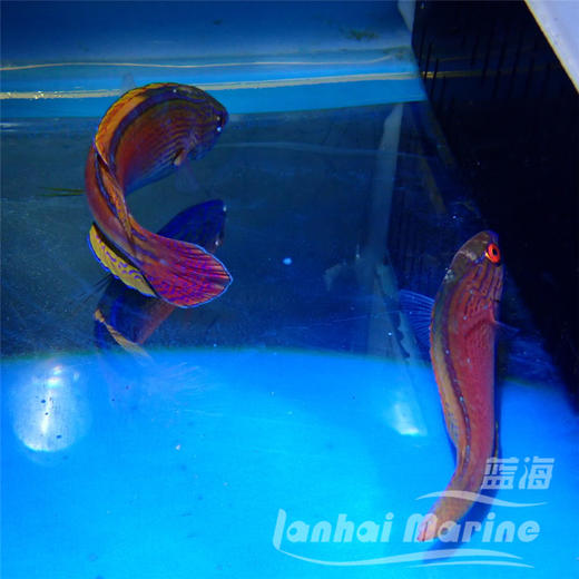 澳洲紫线雀 对装 商品图5