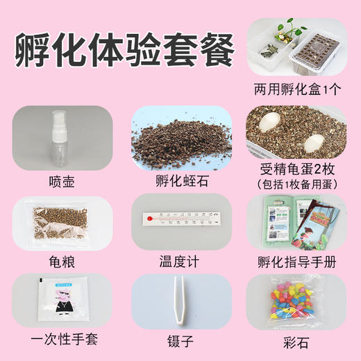 龟趣园DIY乌龟孵化套装，让孩子见证生命的诞生，陪伴孩子一起成长 商品图2