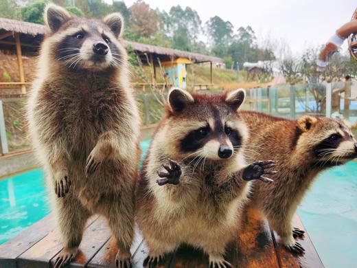 春假/清明/五一可用单人门票+职业体验特惠89起【黄龙溪欢乐田园】 商品图7