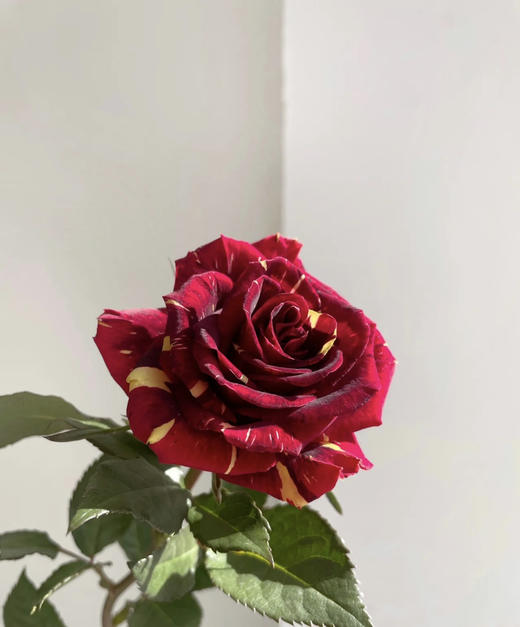 【市场多头】流星雨 10支/扎  约50公分 商品图5