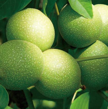 【广香玫】盒装核桃仁1000g/盒 商品图3