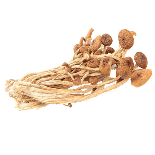 【登真缘】茶树菇100g/罐 商品图1