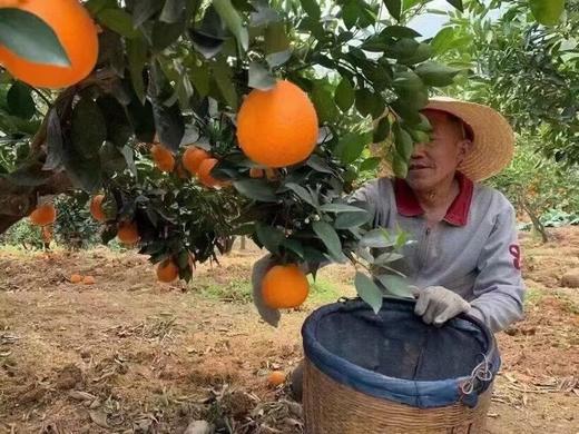 真好吃..济南市面是买不到的..伦晚脐橙.. 商品图6