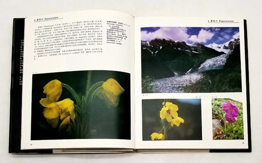 《中国云南横断山野生花卉》，精装，8开，铜版彩印，方震东著，云南人民出版社1993年版，204页，定价350，售价188元。仅10册。品相9成。

本册选载中国横断山区野生花卉 419 商品图9