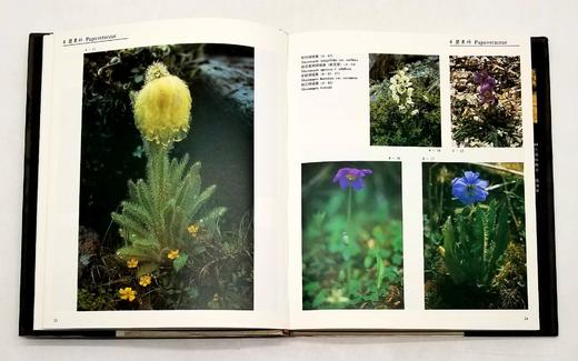 《中国云南横断山野生花卉》，精装，8开，铜版彩印，方震东著，云南人民出版社1993年版，204页，定价350，售价188元。仅10册。品相9成。

本册选载中国横断山区野生花卉 419 商品图6