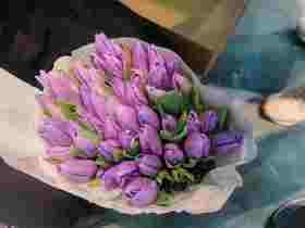 郁金香 单瓣紫色