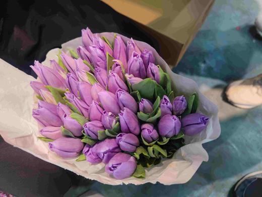 郁金香 单瓣紫色 商品图0