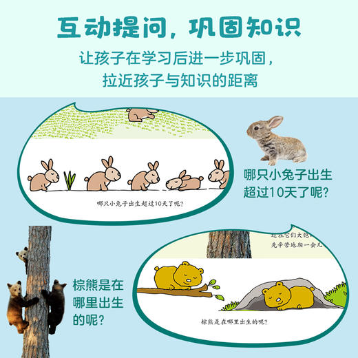 动物真有趣（共9册）动物科普百科图画书 小北极熊 商品图7