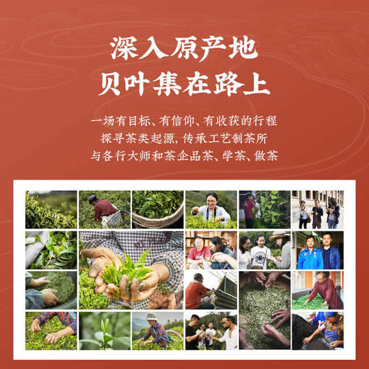 贝叶集滇红·高山滇红|一级凤庆红茶甜香耐泡 商品图4