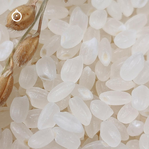 企鹅市集|黑龙江佳木斯鮨禾堂越光米2.5kg/盒 2规格可选 喷香Q弹新米  日本种源 大米 商品图2