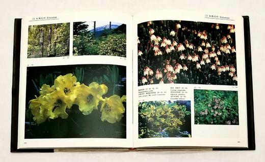 《中国云南横断山野生花卉》，精装，8开，铜版彩印，方震东著，云南人民出版社1993年版，204页，定价350，售价188元。仅10册。品相9成。

本册选载中国横断山区野生花卉 419 商品图12