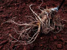 云南文山 三七田七40头 代打三七粉