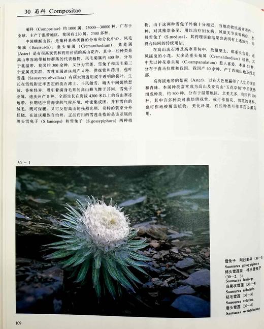 《中国云南横断山野生花卉》，精装，8开，铜版彩印，方震东著，云南人民出版社1993年版，204页，定价350，售价188元。仅10册。品相9成。

本册选载中国横断山区野生花卉 419 商品图13