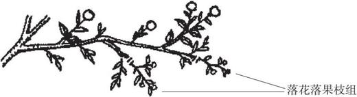 图说柑橘整形修剪 商品图3