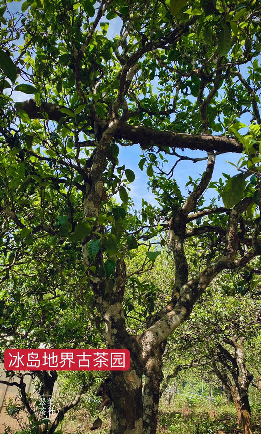 2022年【冰岛地界】头春  高锐野果香甜，悠扬冰糖韵 商品图10