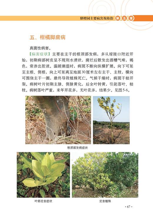 图说脐橙优质高效栽培技术 【中国农业出版社官方正版】 商品图4