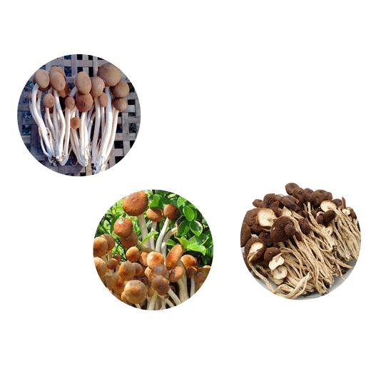 【登真缘】茶树菇100g/罐 商品图3