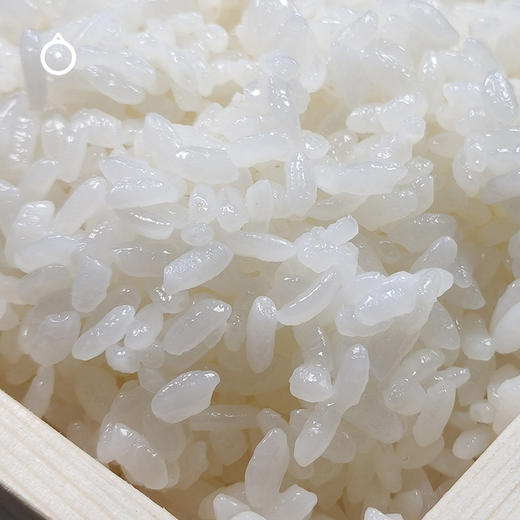 企鹅市集|黑龙江佳木斯鮨禾堂越光米2.5kg/盒 2规格可选 喷香Q弹新米  日本种源 大米 商品图4