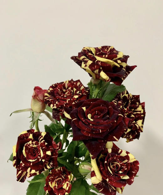 【市场多头】流星雨 10支/扎  约50公分 商品图4