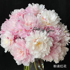 粉凌红花芍药花买5支送5支