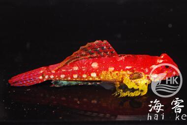 金翅火麒麟 商品图1