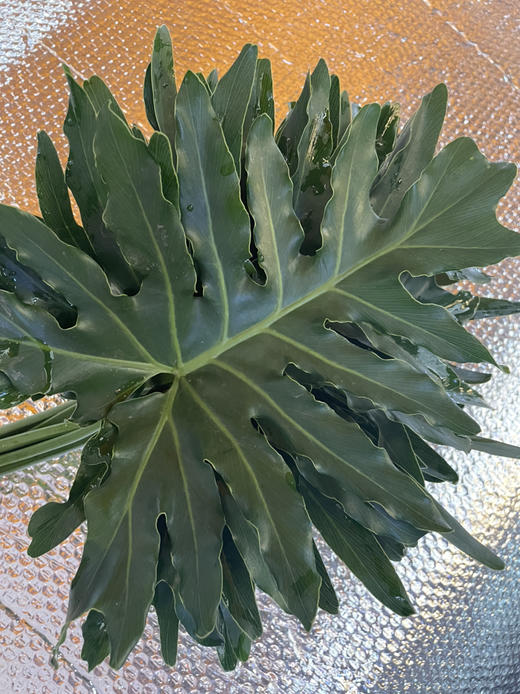 春雨叶 约10支/扎 商品图3