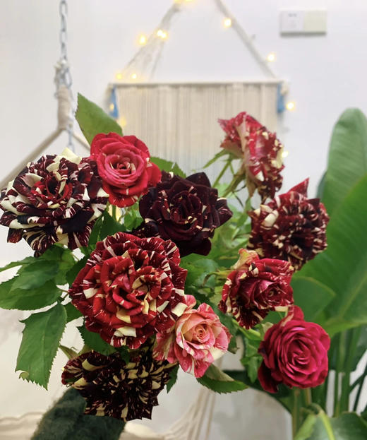 【市场多头】流星雨 10支/扎  约50公分 商品图7