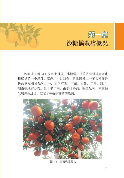 图说砂糖桔优质高效栽培技术管理 商品图2