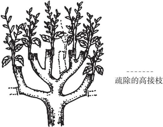 图说柑橘整形修剪 商品图8