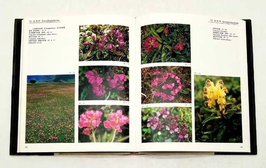 《中国云南横断山野生花卉》，精装，8开，铜版彩印，方震东著，云南人民出版社1993年版，204页，定价350，售价188元。仅10册。品相9成。

本册选载中国横断山区野生花卉 419 商品图8