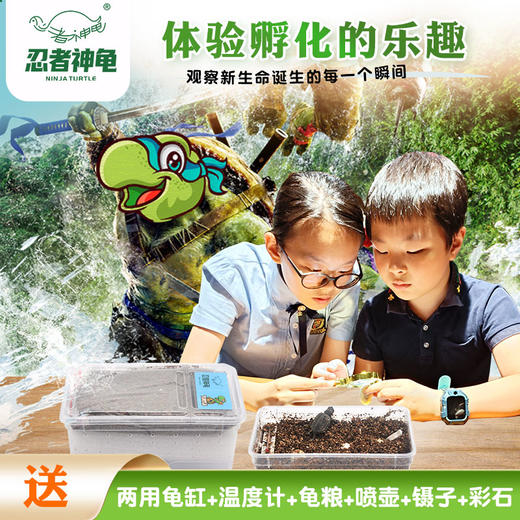 【儿童趣味养殖】忍者神龟 儿童可孵化DIY乌龟 商品图0