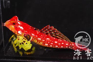 金翅火麒麟 商品图4