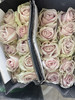 【昆明玫瑰】粉红雪山  20支/扎  多级别可选 商品缩略图7