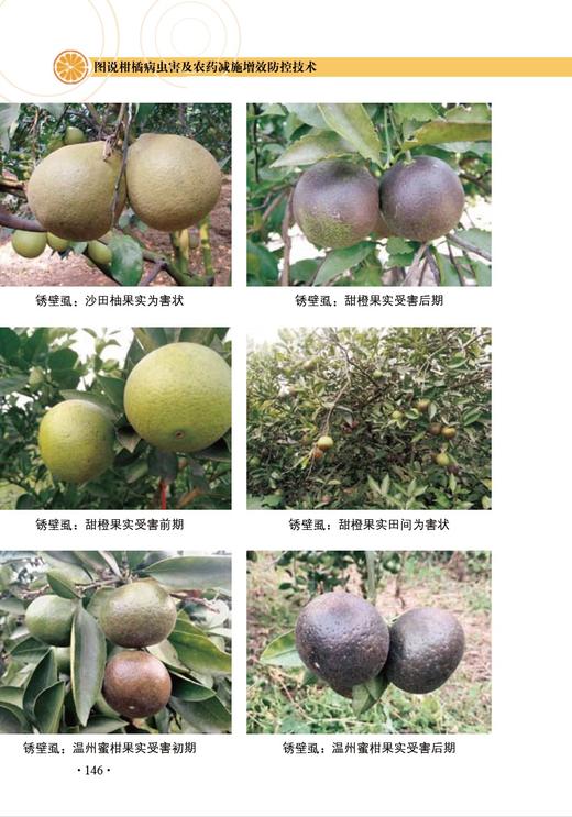 【2本套】柑橘栽培技术管理 柑橘整形修剪+病虫害及农药减施增效技术 商品图4