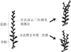 图说柑橘整形修剪 商品缩略图5
