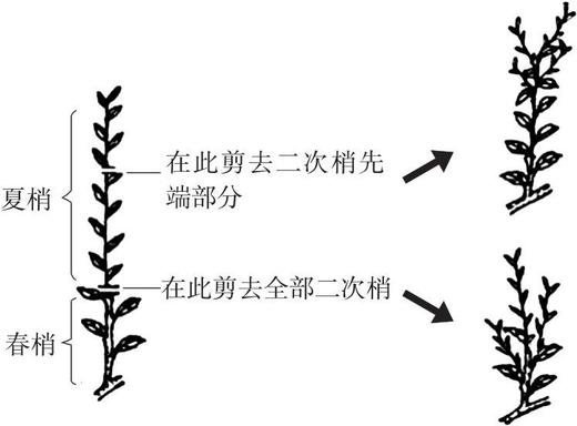 图说柑橘整形修剪 商品图5