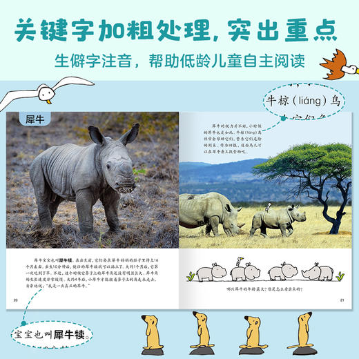 动物真有趣（共9册）动物科普百科图画书 小北极熊 商品图8