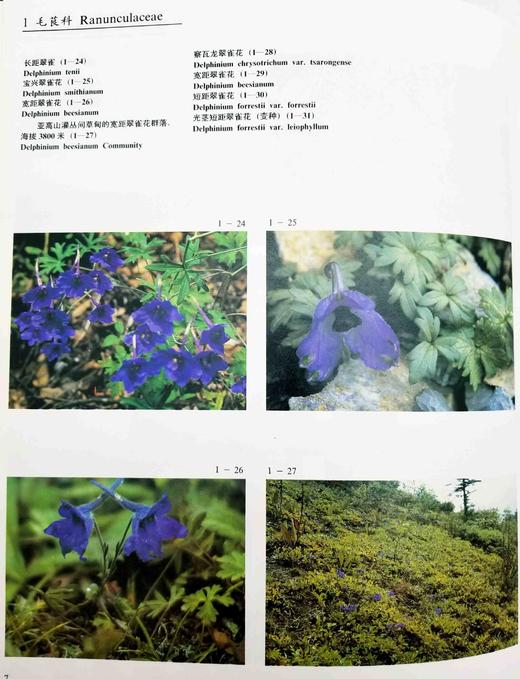 《中国云南横断山野生花卉》，精装，8开，铜版彩印，方震东著，云南人民出版社1993年版，204页，定价350，售价188元。仅10册。品相9成。

本册选载中国横断山区野生花卉 419 商品图7