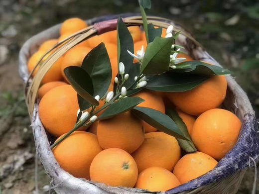 真好吃..济南市面是买不到的..伦晚脐橙.. 商品图0