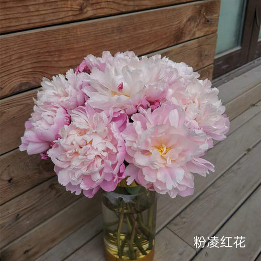 粉凌红花芍药花买5支送5支 商品图1
